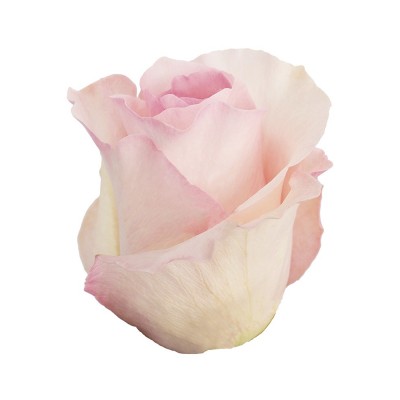 Троянда Christa Еквадор