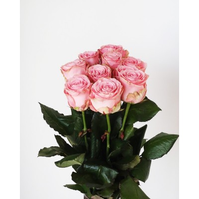 Троянда Sophie Loren