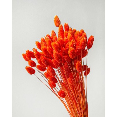 Фаларис оранжевый пучок,  6-36867 - купить  в магазине Украфлора по лучшей цене, всего 397 грн