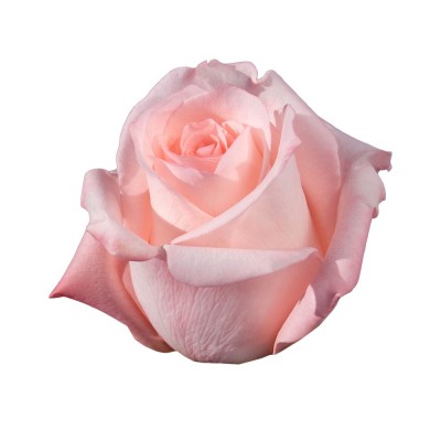 Роза Engagement,  6-40943 - купить  в магазине Украфлора по лучшей цене, всего 90 грн
