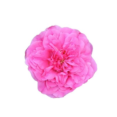 Роза Four Seasons,  6-42825 - купить  в магазине Украфлора по лучшей цене