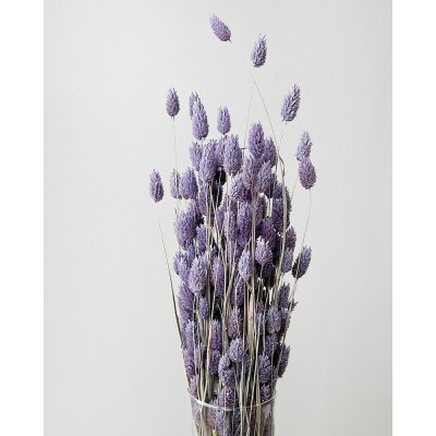 Фаларис Dyed Lilac,  6-43750 - купить  в магазине Украфлора по лучшей цене