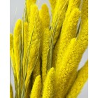 Цветы,  лучшие покупке - в интернет магазине Украфлора https://ukraflora.ua/ru/setareya-grass-dyed-yellow-59233/