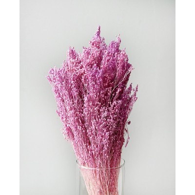 Сухоцвет Brooms Preserved Lilac