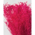 Цветы,  лучшие покупке - в интернет магазине Украфлора https://ukraflora.ua/ru/suhotsvet-brooms-preserved-pink-59238/
