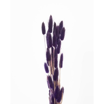Лагурус purple пучок