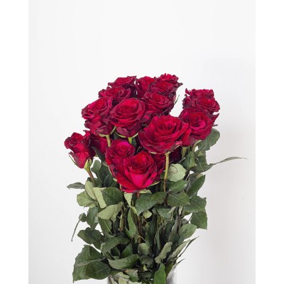 Роза Red Panther,  6-40931 - купить  в магазине Украфлора по лучшей цене