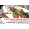 Какие комнатные цветы нужно иметь дома?