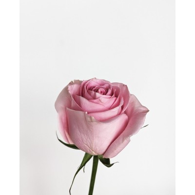 Троянда LUCIANO RF 60 CM