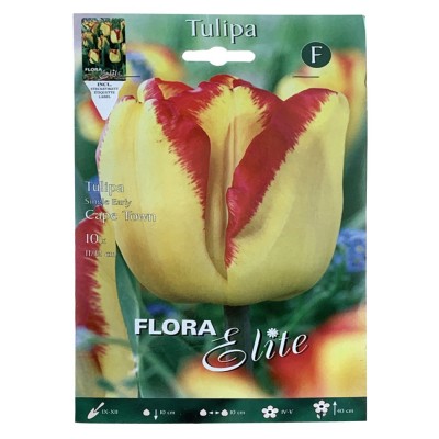 Тюльпан Простий ранній Cape Town Flora Elite 10 шт.