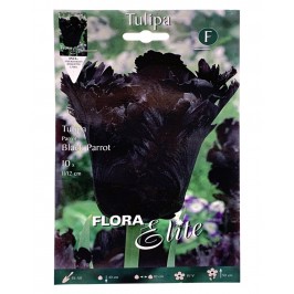 Тюльпан Папуга Black ParrotFlora Elite 10 шт.