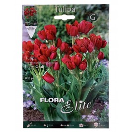 Тюльпан Многоцветный Fiery ClubFlora Elite 7 шт.