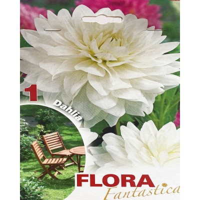 Георгина луковицы Decorative White Flora Fantastica 1 шт/уп,  6-21599 - купить  в магазине Украфлора по лучшей цене