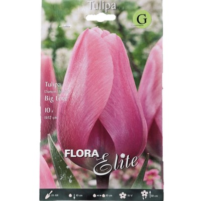 Тюльпан Дарвина Big Love/Flora Elite 10 шт/уп,  6-39962 - купить  в магазине Украфлора по лучшей цене, всего 319 грн