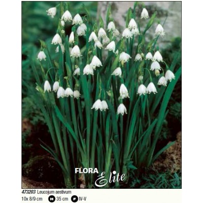 Белоцветник aestivum/Flora Elite 10 шт/уп,  6-32976 - купить  в магазине Украфлора по лучшей цене, всего 199 грн