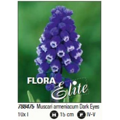 Мускари Dark Eyes/Flora Elite 10 шт/уп,  6-32530 - купить  в магазине Украфлора по лучшей цене, всего 159 грн