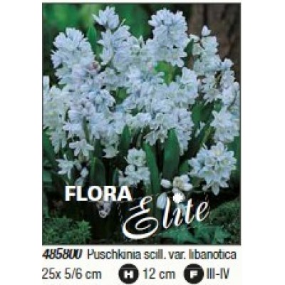 Пушкінія Libanotica/Flora Elite 25 шт/уп