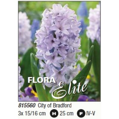 Гиацинт City of BradfordFlora Elite 3 шт.,  6-26198 - купить  в магазине Украфлора по лучшей цене, всего 159 грн