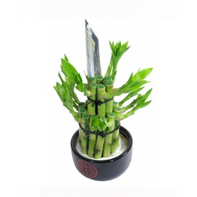 Бамбук Lucky Bamboo,  035072 - купить  в магазине Украфлора по лучшей цене