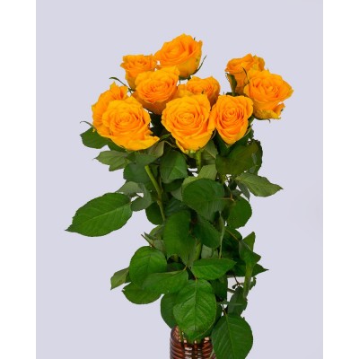 Роза Jackpot,  6-17280 - купить  в магазине Украфлора по лучшей цене