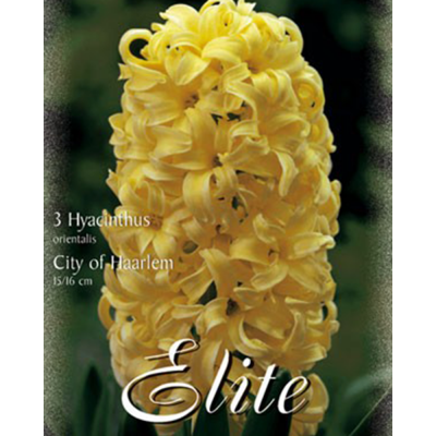 Гіацинт City of Haarlem Flora Elite 3 шт.