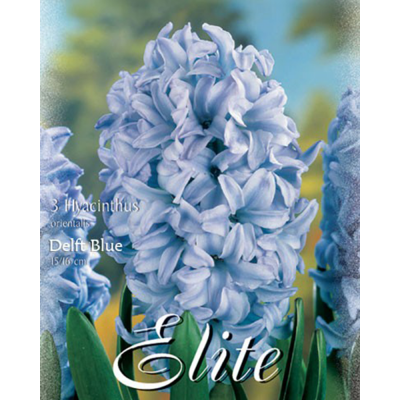 Гіацинт Delft BlueFlora Elite 3 шт.