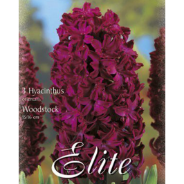 Гиацинт WoodstockFlora Elite 3 шт.