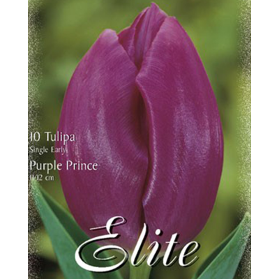 Тюльпан Простий ранній Purple Prince Flora Elite 10 шт.