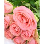 Роза,  лучшие покупке - в интернет магазине Украфлора https://ukraflora.ua/ru/p-roza-hermosa/