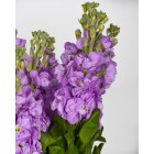 Цветы,  лучшие покупке - в интернет магазине Украфлора https://ukraflora.ua/ru/mattiola-centum-lavender-58491/