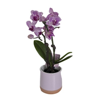 Орхидея фаленопсис мини в керамике в ассортименте,  0-5295 - купить  в магазине Украфлора по лучшей цене, всего 549 грн