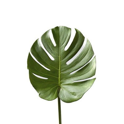 Монстера Monstera Leaf